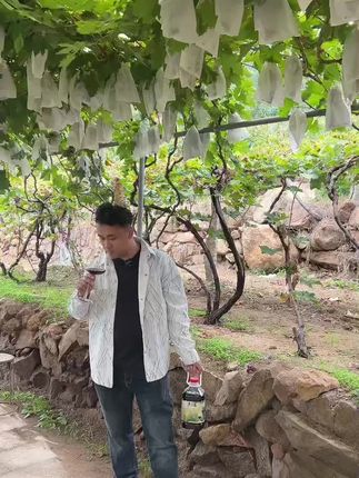 自己种葡萄酿酒,干净又卫生#葡萄酒 #红酒 #葡萄酒知识 #自制葡萄酒#干红