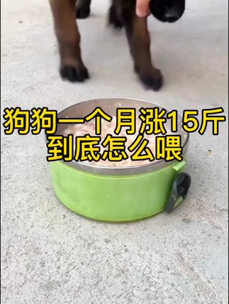 狗狗不挑食长得快贪吃贪涨贪睡,五天时间就能搞定。#养狗经验分享 #科学养宠攻略 #自繁自养 #肉狗养殖 #农村生活
