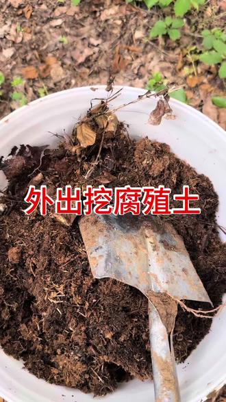 #创作者中心 #创作灵感 广大的抖音朋友们 你们都是怎么处理野外挖到的腐殖土#种植小技巧 #新农人计划 #土壤处理
