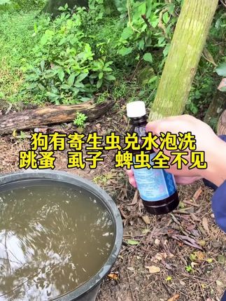 #养狗经验分享 #狗狗驱虫大作战 #上热门话题🔥🔥🔥