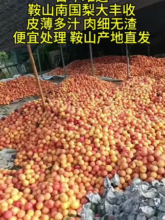 正宗鞍山南果梨#南果梨 #梨 #嘎嘎好吃 #东北特产 #超便宜超划算