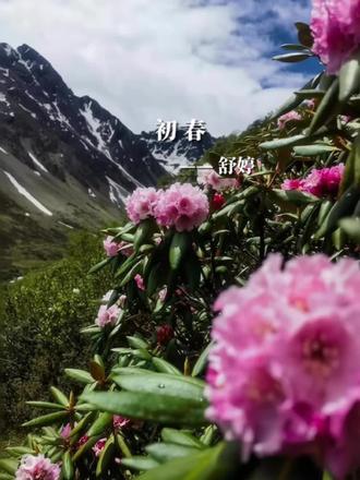 #配音 #朗诵 #现代诗 #舒婷《初春》 向着太阳微笑……