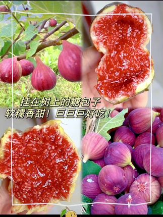 【冷链空运】云南无花果树熟红皮无花果鲜新鲜水果特大果当季格莱斯#新鲜采摘 #口感特别好 #超好吃 #快来一起尝个鲜 ❤️