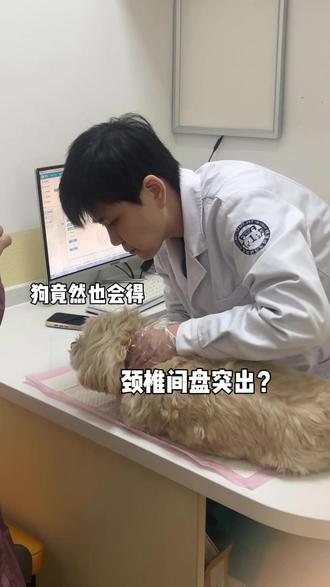 狗竟然也会得颈椎间盘突出##颈椎间盘突出 #狗狗 #宠物医生的日常 #养宠攻略