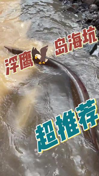 浮鹰岛海坑超级推荐#赶海抓海鲜 #户外赶海抓海鲜 #活海鳗 #赶海 #赶海赶海赶海啦