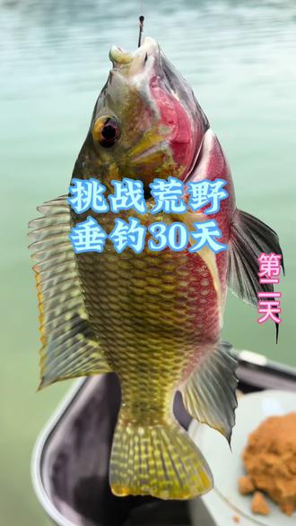擒龙决现场旁!荒野垂钓三十天,钓不到大鱼,小鱼也要做出别具一格的风味#擒龙决大鱼挑战赛第二季 #西部风老坛甜薯玉米