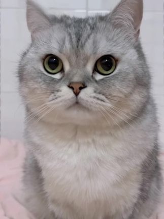 中秋快乐!爱你们呦#宠物出道计划 #哈基米胖宝宝 #可爱到爆 #成精的萌宠 #谁能拒绝傻憨憨的小猫咪