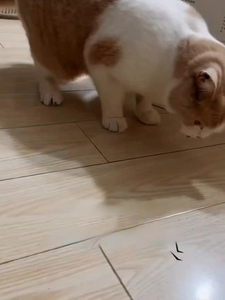 派迪诺化毛片#猫草片#排毛猫专用促进肠道蠕动300片#猫草片 #毛孩子的日常#养猫的乐趣