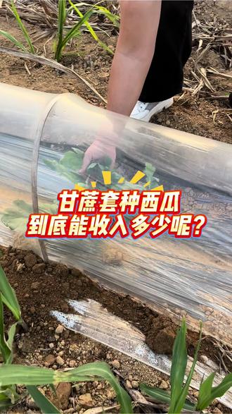 甘蔗套种,到底是亏还是赚?#甘蔗种植 #三农 #上思