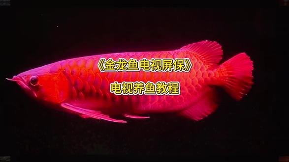 金龙鱼电视屏保设置教程来了,电视养鱼教程,金龙鱼动态壁纸下载,电视机屏保龙鱼教程,金龙鱼电视屏保设置方法,电视金龙鱼屏保去哪里下载设置,#电视养鱼教程#电视屏保#电视屏保设置#金龙鱼屏保怎么设置#金龙鱼屏保怎么下载