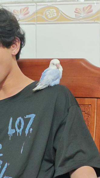 哈哈哈它以为自己叫小爱同学,平时叫手机的小爱同学它都比小爱同学更积极#手养鸟 #手养牡丹鹦鹉 #牡丹鹦鹉 #小爱同学#小米