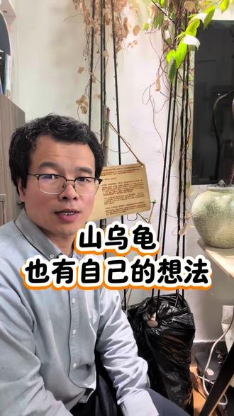 山乌龟也有自己的想法 #水培植物 #山乌龟