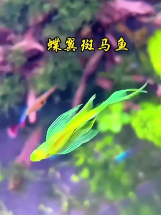 第一次见蝶翼斑马鱼就被惊艳到,不是普通的观赏鱼,是水里的“移动调色盘”。 身体带着粉橙渐变,鱼鳍边缘泛着奶白光晕,游动时像一群蝴蝶掠过水面。不用纠结水温水质,随便养在玻璃缸里,就能自成一道风景。拍视频时不用刻意找角度,随便一截都是壁纸级画面。 很多粉丝说看它们游动能解压,其实我也是。不用费心打理,不用刻意互动,就静静看着它们在水里舒展,那些紧绷的情绪好像也跟着散开了。这样灵动的小生命,确实值得被更多人看见。#养鱼人 #观赏鱼 #鱼缸里的大自然 #养鱼日记 #蝶翼斑马鱼 @抖加🔥上热门🔥dou+🔥热点宝