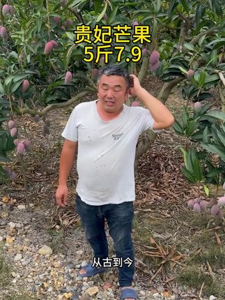 #芒果#贵妃芒
