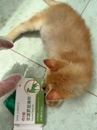 猫狗内外驱虫,性价比高。猫咪狗狗身上有了虫怎么办,多久驱一次虫,#猫咪驱虫 #驱虫#蜱虫 #驱虫的妙招 #小狗驱虫药