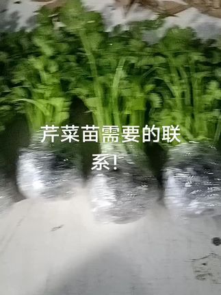 芹菜苗