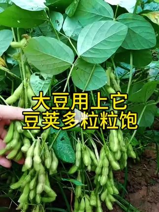 #大豆种植 #大豆高产 #农业种植 #农作物种植