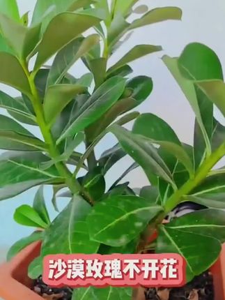 沙漠玫瑰专用药黄叶掉叶枯枝不开花专用绿叶壮苗促开花微生物菌肥#沙漠玫瑰专用花肥 #沙漠玫瑰微生物菌剂 #沙漠玫瑰种植肥 #沙漠玫瑰专用肥 #促开花微生物菌肥