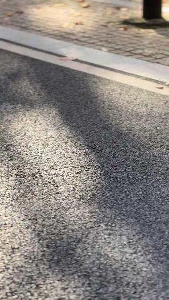 #梧桐树 叶子黄了还不来看看吗