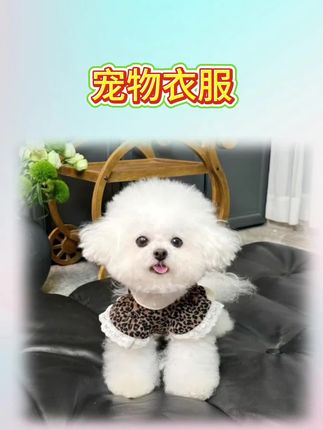 宠物衣服秋冬款高弹力豹纹包肚衣狗狗猫咪保暖四脚裤#好物分享 #宠物衣服 #宠物用品 #养宠 #科学养宠