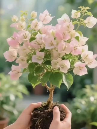 #三角梅 #爱生活爱养花 #养花人的乐趣 #花卉绿植 #超便宜超划算