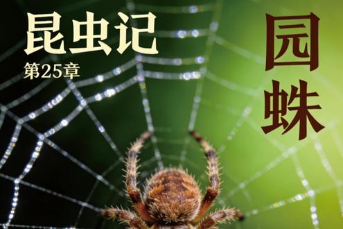 《昆虫记》第二十五章——园蛛#认识昆虫#昆虫