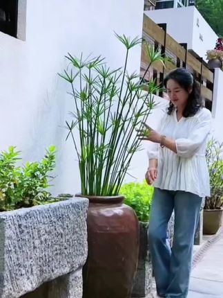 水竹,一款喜水绿植,老物件不打孔,水培半土半水均可,也可以用于鱼缸龟缸造景净化水质#家庭园艺 #小院时光 #庭院植物 #四季常绿