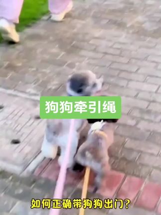 #猫咪牵引绳 #牵引绳 #牵引绳推荐