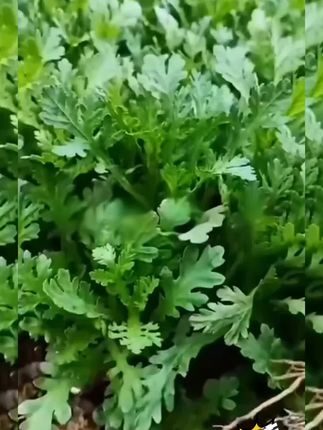 #茼蒿种子#种子蔬菜种植#三农种植#大叶茼蒿