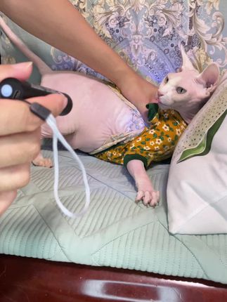 #好物推荐🔥 伍德氏猫藓灯#宠物用品 #猫藓灯 #伍德氏猫藓灯 #伍德氏灯