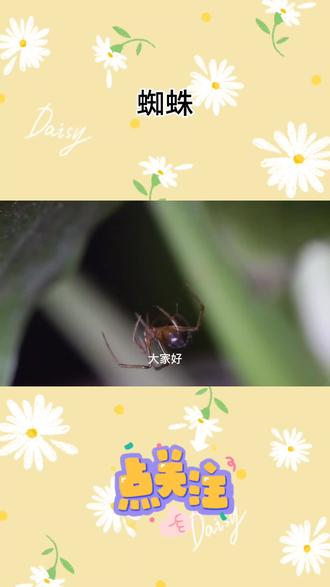 蜘蛛不是昆虫
#蜘蛛 #除虫灭鼠 #冷知识