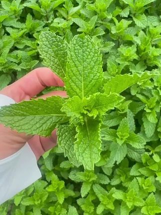 可食用薄荷,夏天可驱蚊,家里种点这个薄荷种子,不仅可以用来制作薄荷茶,还能做菜#薄荷 #阳台种植#可食用薄荷 #大自然的馈赠 #生活添点色彩 薄荷种子