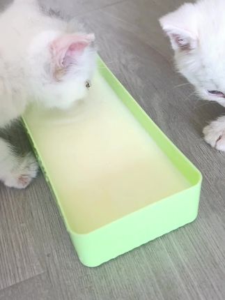 给小崽子开小灶 #幼猫成长记 #可爱小猫咪 #猫崽子 #萌宠出道计划