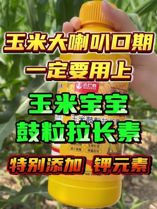 玉米大喇叭口期如何管理才能增产 #玉米种植#玉米增产增收#玉米宝宝