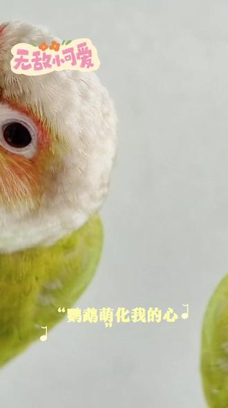 #手养鹦鹉 #小太阳凤梨鹦鹉 #无敌小可爱AI配文
