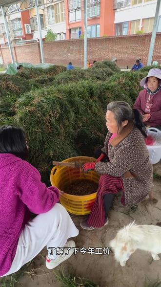 川麦冬产新季 欢迎各位了解#麦冬 #涪城麦冬