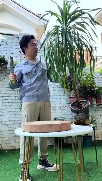 龙血树想要好看?学我这样做
#龙血树#绿植养护#绿植 #龙血树造型 #养护小知识