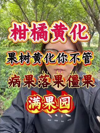 #果园管理 #柑橘黄化 #黄龙病 #柑橘管理技术
