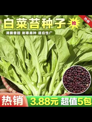 #蔬菜种子 #蔬菜 #白菜#在抖音入手的好东西