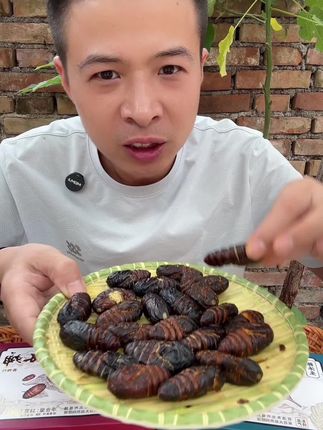 喜欢吃蚕蛹的,看看这个个头大不大#蚕蛹