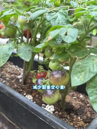 #颗粒硼#颗粒硼肥 #种植小技巧 #农业种植 #每天分享种植农业小知识