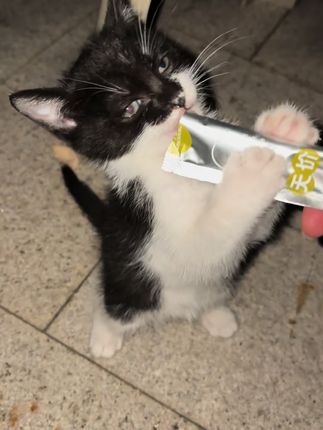 路斯主食猫条,小奶猫的最佳选择,新鲜鸡肉加全脂羊奶粉,添加乳铁蛋白,吃的好才能健康成长,五包共290支,再送试吃两盒试吃和三支营养补充剂猫条