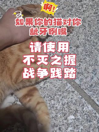 如果你的猫对你护食请对它不灭之握战争践踏#萌宠 #宠物萌宠 #养猫人 #动物世界 #动物的迷惑行为