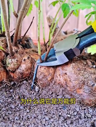 #盆景 #盆景工具 #盆景水口剪 #水口钳