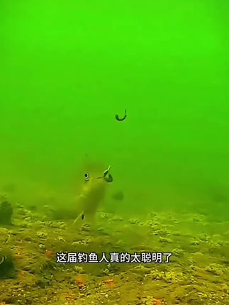 #好物推荐 #超便宜超划算 #钓鱼装备 #钓鱼 #便宜好物