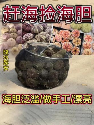以下是关于手工艺品、海胆食用、习性注意事项指南供参考:
📌 海胆壳手工DIY指南
用漂白浸泡;海胆壳放在通风处,口器朝下(避免积水)
- 避免暴晒(可能开裂)。
- 加速干燥:用吹风机冷风档辅助(热风会导致龟裂⚠️ 注意事项
1. 安全第一:
- 处理活海胆时,刺可能带毒,务必戴手套。
- 漂白水操作需在通风环境,避免接触皮肤。
2. 保持壳完整:
- 剪口器时力度要轻,避免外壳碎裂。
3. 防虫防霉:
- 干燥后可放少量樟脑丸或干燥剂保存。
🍽️海胆的食用注意事项
1. 选择安全品种
- 全球约900种海胆,仅少数可食用(如紫海胆、马粪海胆、红海胆等)需确认当地常见可食用品种,避免有毒种类(如某些带刺鲜艳的深海海胆)
2.处理与食用
- 清洁:用剪刀沿口器周围剪开,去除内脏和黑色部分,只保留5瓣黄色/橙色生殖腺。
- 生食安全:建议用柠檬汁或醋轻微杀菌,生食需确保海胆来自无污染水域。
- 熟食:可蒸、烤或做汤,加热时间不宜过长(避免变硬)
3. 过敏风险
- 部分人对海鲜过敏,首次食用建议少量尝试。
🌊海胆的习性(影响捕捉的关键)
1. 栖息环境
- 多分布于潮间带至深海,常见于岩石缝隙、珊瑚礁或沙底,依赖硬质基底躲避天敌。
2. 活动规律
- 昼伏夜出,退潮时可能在浅水区暴露,需根据潮汐表选择捕捉时间(大潮退潮最佳)
3.捕捉区域
- 岩石区:用工具缓慢撬动,避免直接用手抓。
- 沙地区:小心挖掘,防止踩碎外壳。
- 潜水捕捉:需经验,注意水流和呼吸节奏。
4.安全防护
- 穿戴防滑鞋(礁石湿滑),留意海浪和潮汐变化。
- 被刺伤后,立即用醋或温水浸泡溶解毒素,出现红肿需就医。
📖附加建议
- 学习识别:提前查阅目标海域的可食用海胆图片及特征。
- 当地经验:向渔民向导请教最佳捕捉地点和技巧
安全第一,享受美食的同时务必尊重海洋生态!
#舌尖上的味道 #陵水赶海 #黎安小镇 #陵水赤岭旅游 #热门话题 @DOU+上热门 @DOU+小助手 @抖音小助手