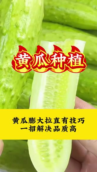 黄瓜膨大拉直有技巧一招解决产量高#黄瓜#黄瓜高产#黄瓜种植技术#蔬菜种植#三农