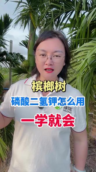 槟榔树磷酸二氢钾怎么用?一学就会!#槟榔种植 #槟榔种植技术 #槟榔树 #槟榔管理
