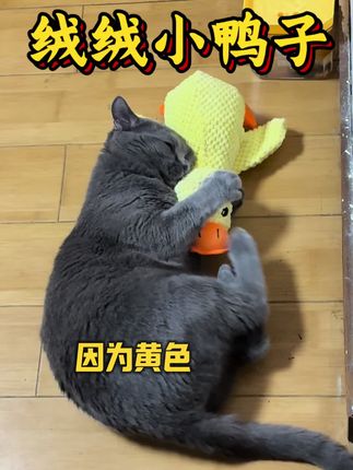 就这几块钱的东西,消耗精力不说!真棒啊#宠物出道计划 #猫咪玩具 #猫咪玩具推荐 #我家的毛孩子 #萌宠动物