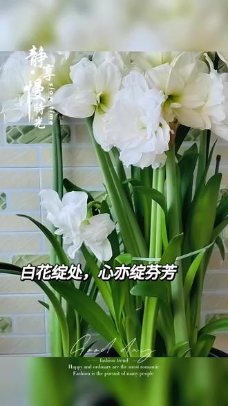 朱顶红的经典款:阿弗雷